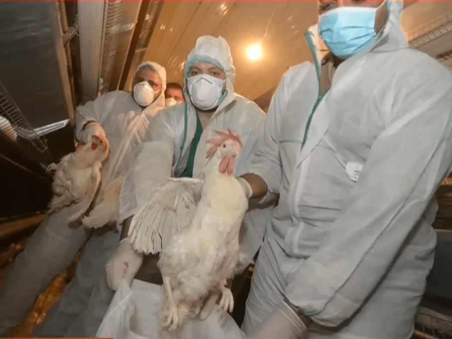 bird flu virus spred