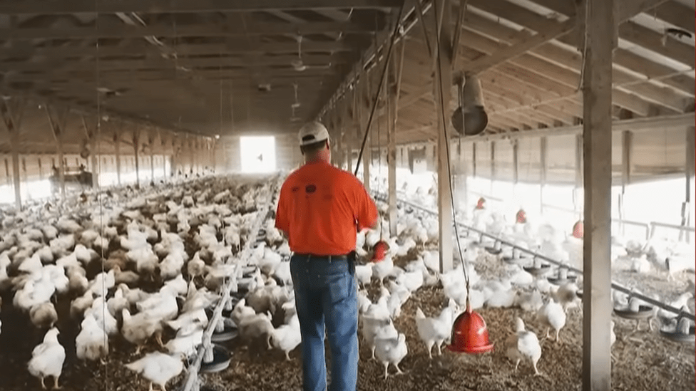 bird flu poultry farm