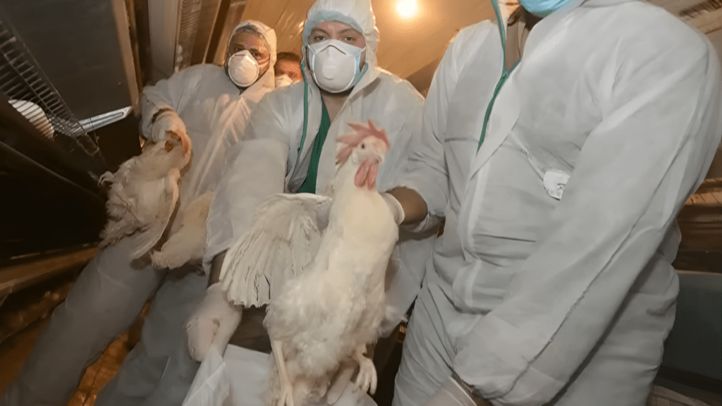 From Birds to Humans: How Bird Flu Could Become the Next Pandemic