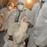 From Birds to Humans: How Bird Flu Could Become the Next Pandemic